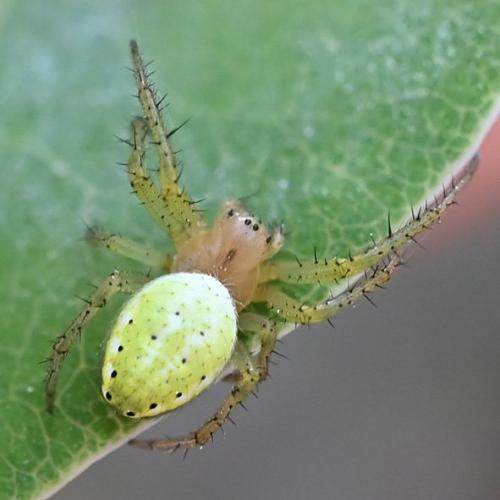 Araniella sp.